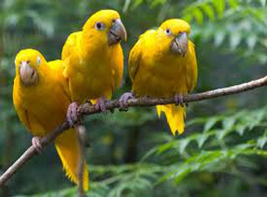 Aves de Angola