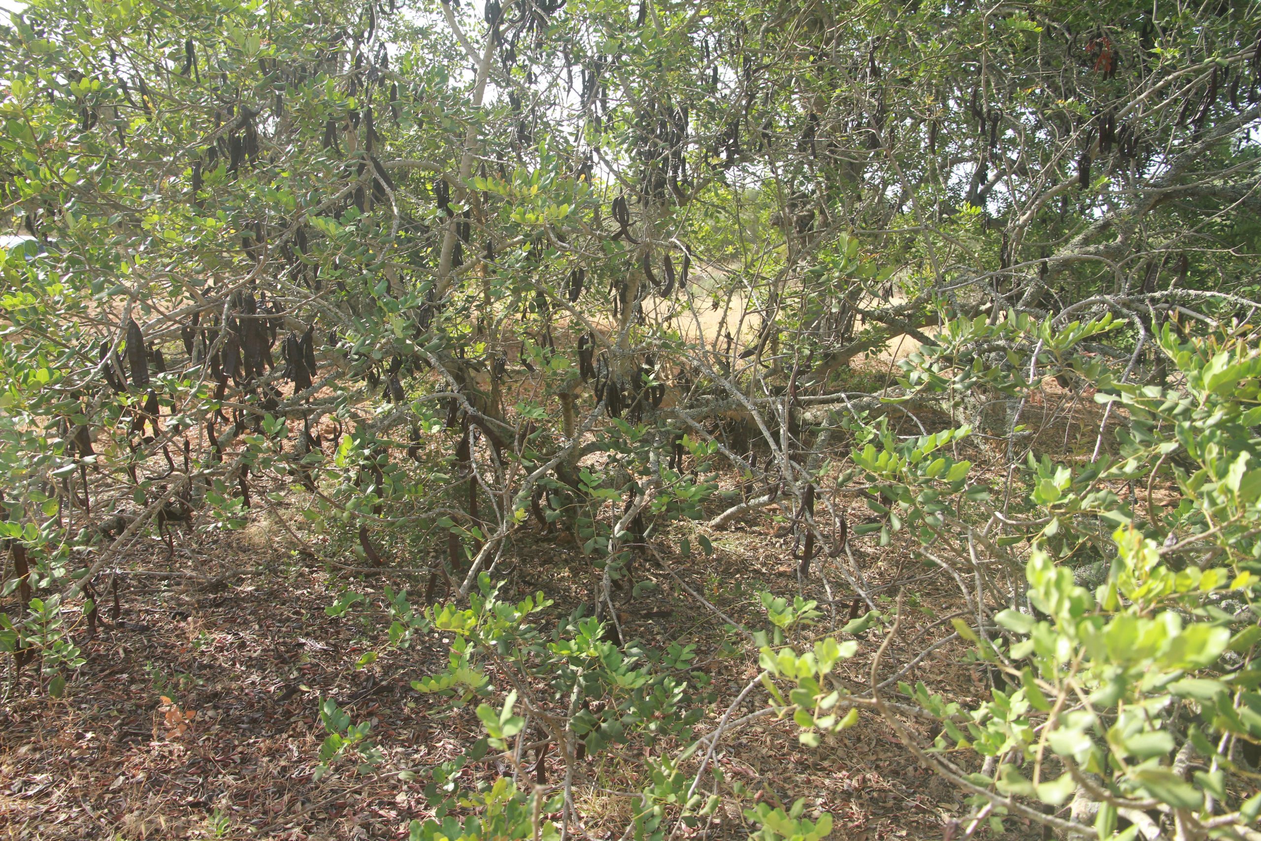 A alfarrobeira é uma árvore típica do sul de Portugal